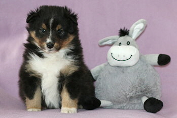 Zuckerwatte vom Affinger Bach, 5 Wochen alt 