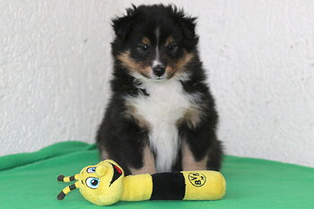 Zuckerwatte vom Affinger Bach, 6 Wochen alt 