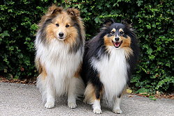 Die Eltern vom Trust in me B2-Wurf. Bailey und Yule