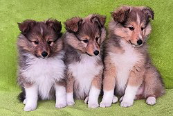 Trust in Me B2-Wurf, 8 Wochen alt