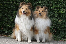 Die Eltern vom Hollys Dreampaws O-Wurf, Bailey und Keela