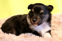 Hollys Dreampaws Only Oreo, 3 Wochen alt