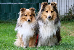 Die Eltern vom L4-Wurf vom Berghof Engelsbrand, Bailey und Nieke