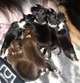 Mount Heaven H-Wurf, 1 Tag alt