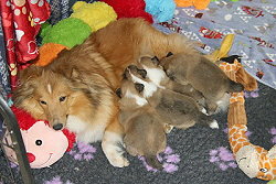 Stolze Mama Pippa