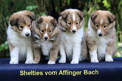 V3-Wurf vom Affinger Bach, 6 Wochen alt