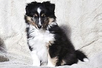 Trust in me Chloe Charme de Jeunesse, 8 Wochen alt