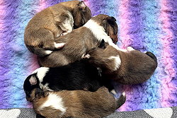 K-Wurf from little Robin Hood, 2 Wochen alt