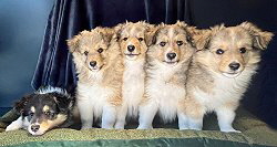 K-Wurf from little Robin Hood, 8 Wochen alt