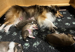 Mama Maybe und ihre Kinder