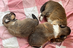 L-Wurf from little Robin Hood