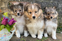 L-Wurf from little Robin Hood, 6 Wochen alt