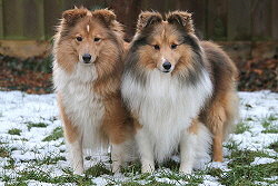 Die Eltern vom R3-Wurf vom Affinger Bach, Pippa und Bailey