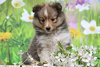 Romy vom Affinger Bach, 6 Wochen alt