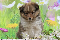 Rio vom Affinger Bach, 6 Wochen alt