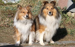 Die Eltern vom Y-Wurf von der alten Birke, Bailey und Dorie