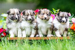 Y-Wurf von der alten Birke, 4 Wochen alt