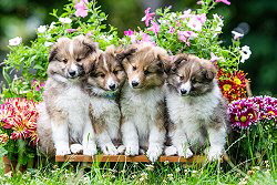 Y-Wurf von der alten Birke, 8 Wochen alt