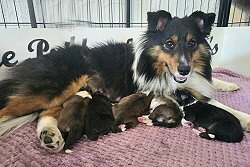 P-Wurf The Pride of Roughs mit Mama Lavinia