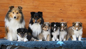 Familienfoto des P-Wurfs "The Pride of Roughs"