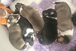 P-Wurf The Pride of Rough