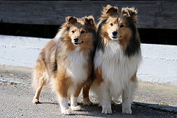 Die Eltern vom Sheltiedream D4-Wurf, Artemis und Bailey