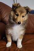 Sheltiedream Dreamy Daphne, 8 Wochen alt