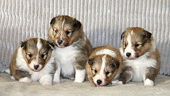 S3-Wurf vom Affinger Bach, 3 Wochen alt