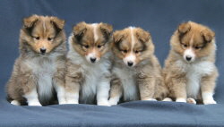 S3-Wurf vom Affinger Bach, 6 Wochen alt