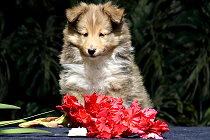 Sweet Caroline vom Affinger Bach, 7 Wochen alt