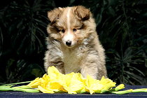 Sherlock vom Affinger Bach, 7 Wochen alt