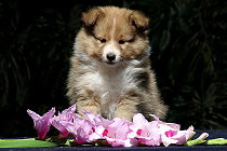 Savoy vom Affinger Bach, 7 Wochen alt