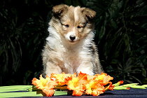 Scone vom Affinger Bach, 7 Wochen alt