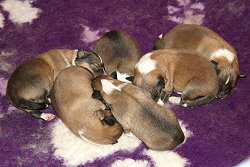 T3-Wurf vom Affinger Bach, 1 Woche alt