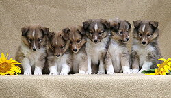 T3-Wurf vom Affinger Bach, 6 Wochen alt