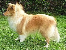 Zuchthndin Calypso vom Affinger Bach