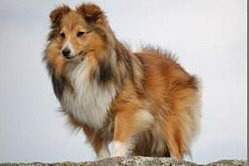 Zuchthndin Ilka vom Affinger Bach