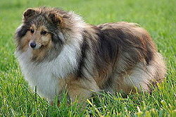 Zuchthndin Catinka vom Affinger Bach