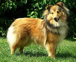 JCh. Estelle vom Affnger Bach