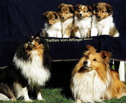 K2-Wurf vom Affinger Bach, Familienfoto mit 7 Wochen