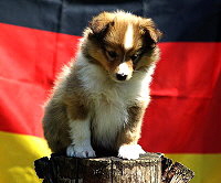 Kesha Khedira vom Affinger Bach, 6 Wochen alt