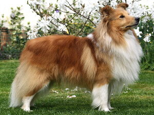 Ch. Chrisdales Running Man