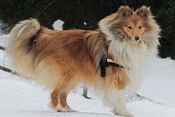 Zuchtrde Cooper vom Affinger Bach