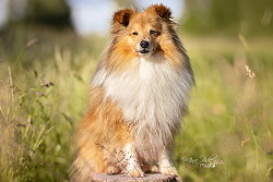 Zuchtrde Disney vom Affinger Bach