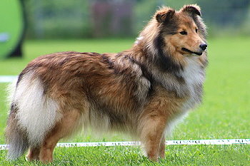 Mama Ch. Estelle vom Affinger Bach