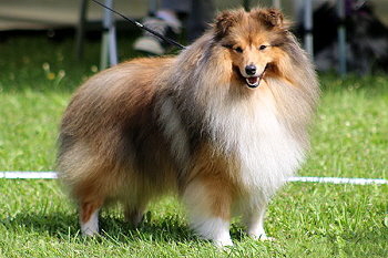 Papa Gyszmo from Lady Lucia