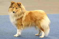 Zuchthndin Filippa Fabelhaft vom Affinger Bach