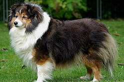 Zuchthndin Fantasy Fjaska vom Affinger Bach