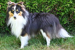 Zuchtrde Freddy Frechdachs vom Affinger Bach