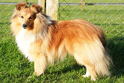 Zuchtrde Hanky Panky vom Affinger Bach